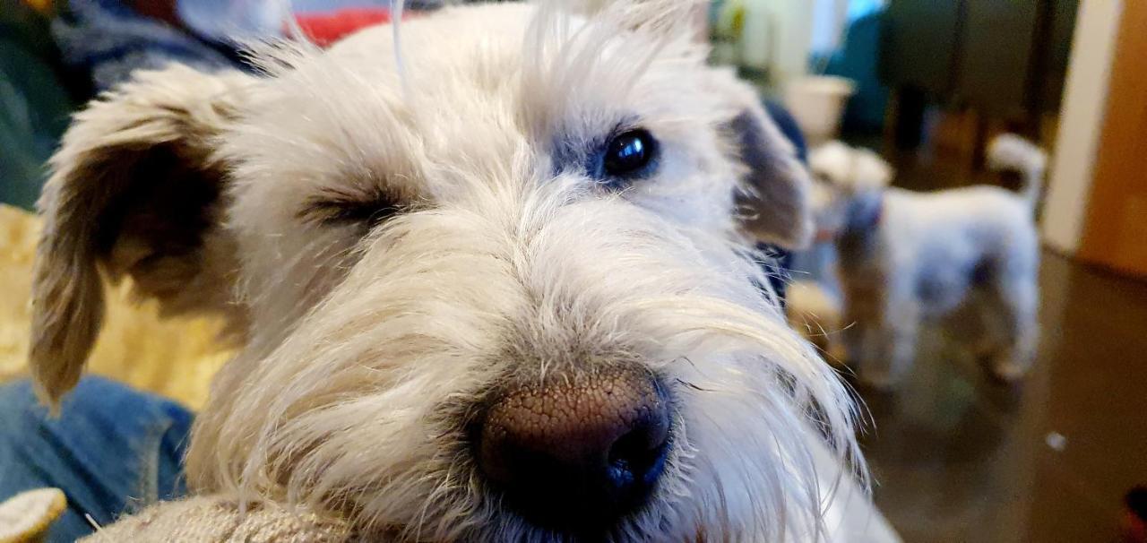 The Sleeping Dog Room At The Grumpy Schnauzer Bnb Huge Room, Luxe Suite, Private Hot Tub, Breakfast, Gym, Games Room, Farm Stay, Amazing エイドリー エクステリア 写真